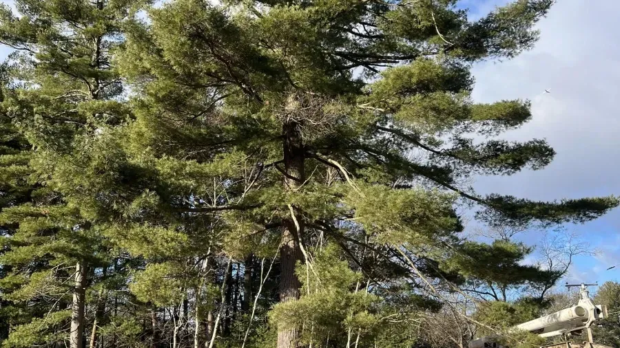 A large, mature pine tree with dark green needles against a bright, partly cloudy blue sky.