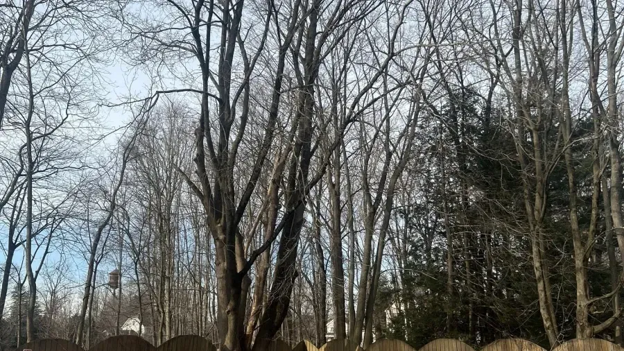 Leafless trees in winter stand against a pale sky behind a wooden fence.