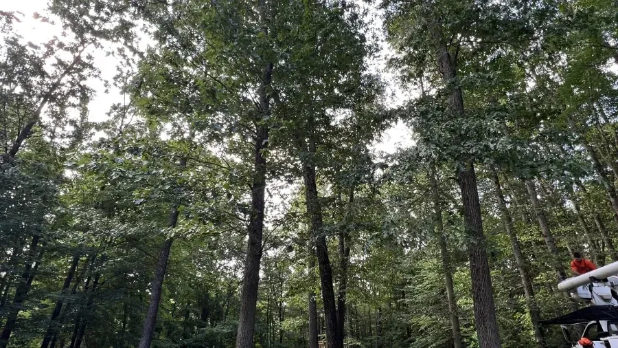 Tall trees in a dense forest with a utility truck bucket visible in the lower right corner.