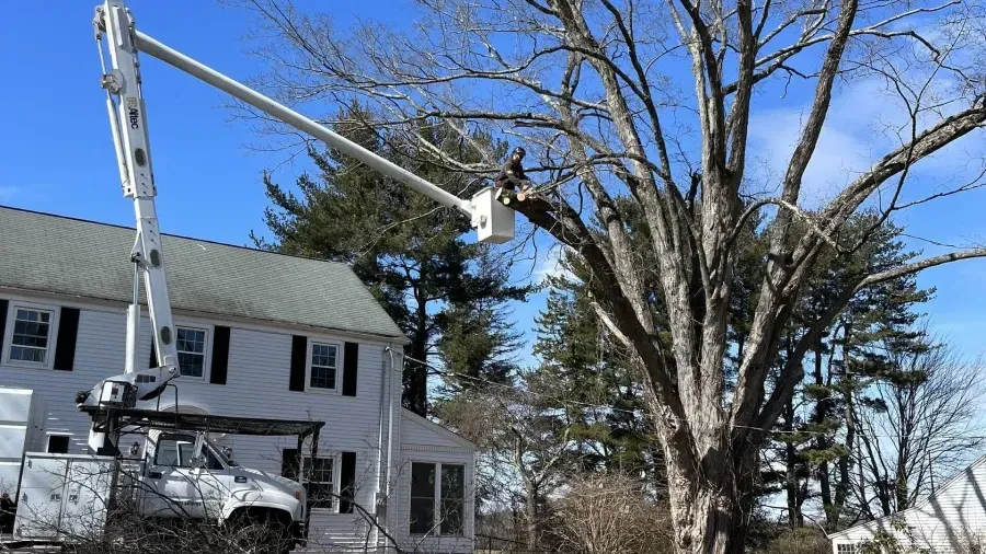 A white utility truck with an extended boom bucket parked next to a house and trimming branches from a large tree.