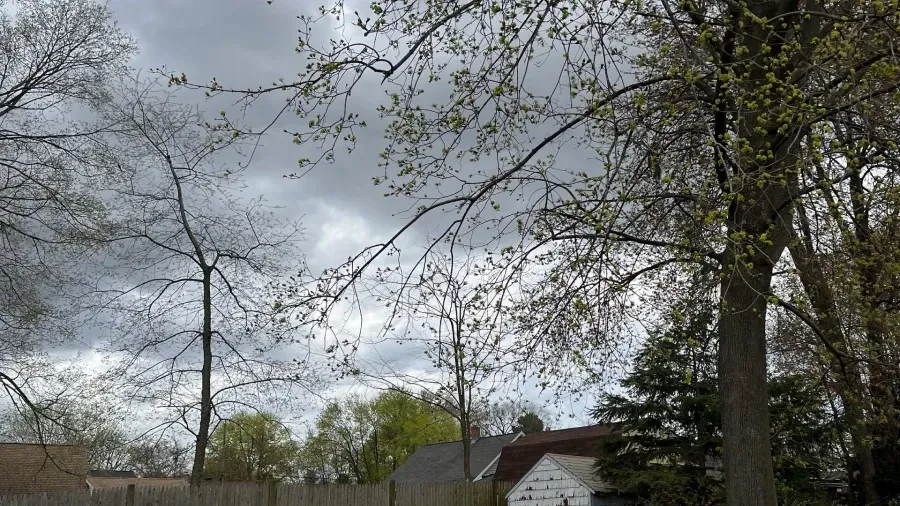 Gray, cloudy sky above trees beginning to bud in early spring, with rooftops visible in the background.