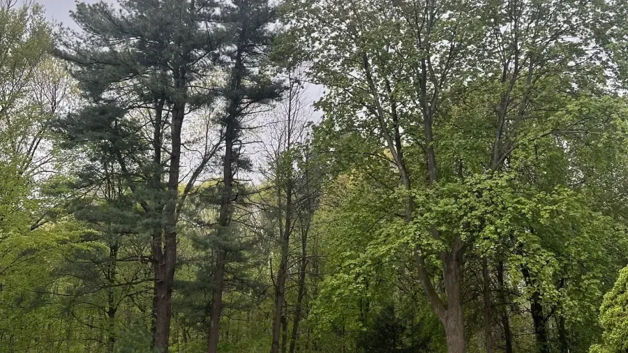 A dense woodland scene featuring tall evergreen trees alongside lush, leafy deciduous trees under a cloudy sky.