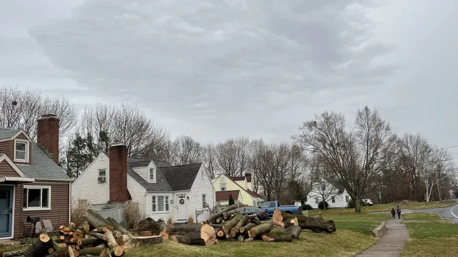 Stacked logs and debris from a felled tree lie on the front lawn of suburban houses under a cloudy sky.