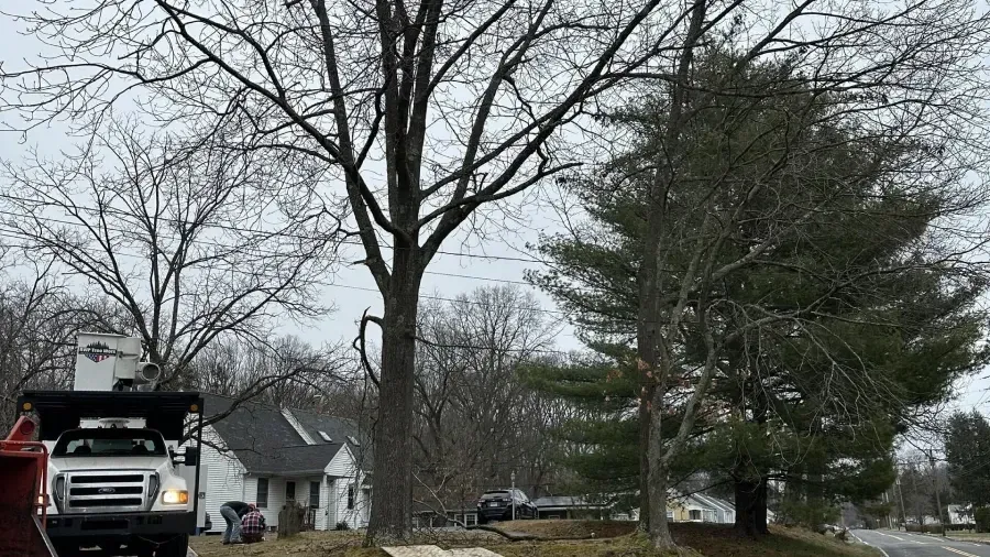A bucket truck parked in a residential yard as workers perform tree maintenance on a cloudy day.