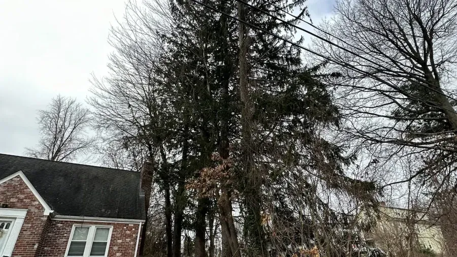 A brick house sits beneath tall evergreen and bare-branched trees, with power lines running through the upper canopy.