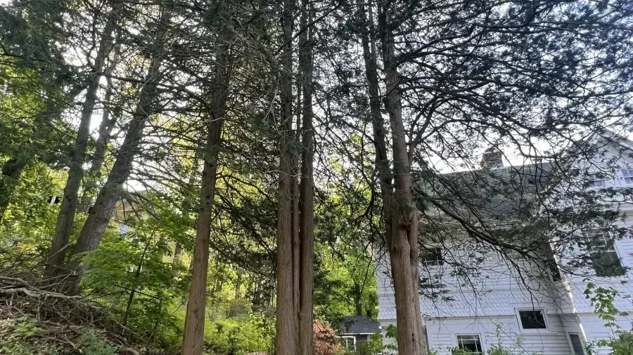 Tall, slender evergreen trees stand in the foreground next to a white house with a gabled roof.