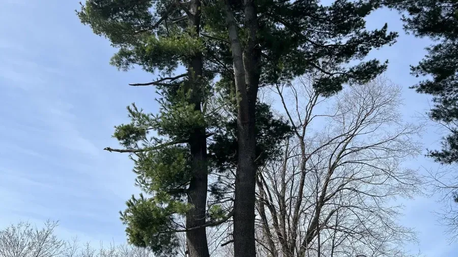 Two tall pine trees stand against a clear blue sky, one with visible green needle clusters and the other mostly bare.
