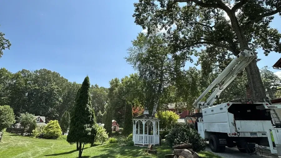 A white tree service bucket truck parked in a sunny yard next to a white gazebo and tall trees.
