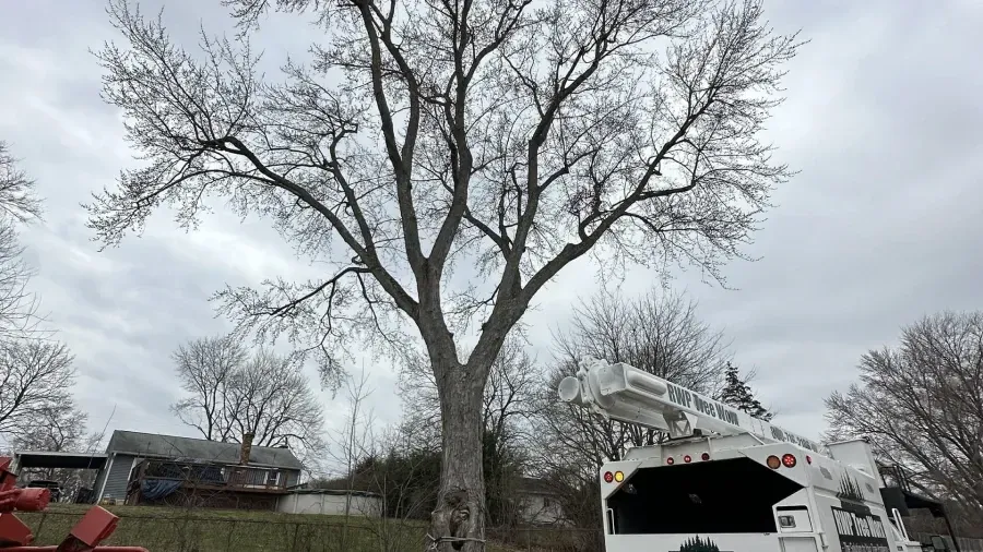 A large, leafless tree stands in a yard next to a white bucket truck under a cloudy sky.