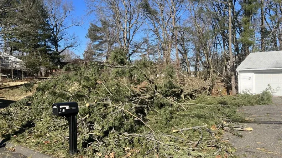 A large fallen evergreen tree lying across a driveway next to a white garage and a mailbox.