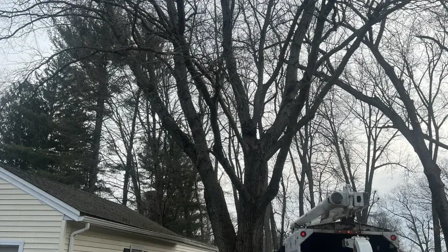 A large, leafless tree stands next to a house with a service truck parked nearby, indicating tree maintenance.