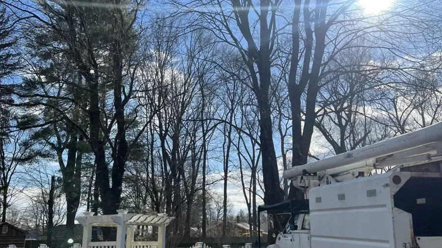 A bright, sunny view of bare trees against a blue sky, with a white utility truck partially visible in the foreground.