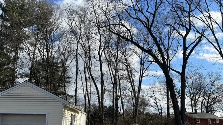 A light-colored garage sits in front of tall, leafless trees under a bright blue sky with scattered white clouds.