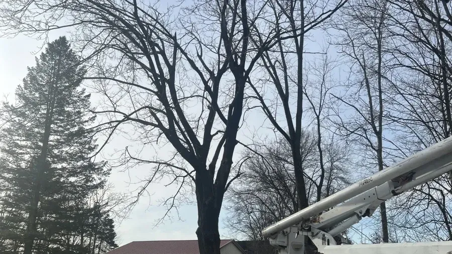 A bucket truck boom reaches toward leafless deciduous trees against a blue sky, next to a large evergreen pine.