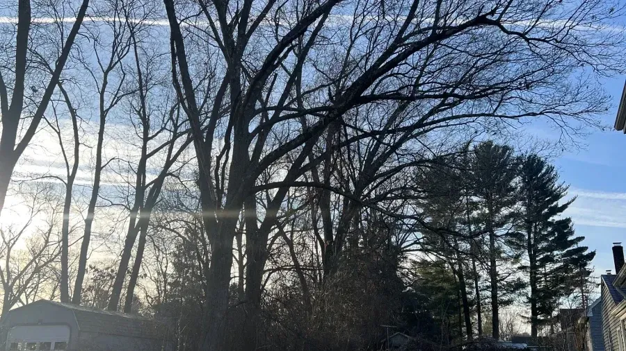 A row of bare deciduous trees and evergreen pines against a bright blue sky with light clouds and a bright sun glare.