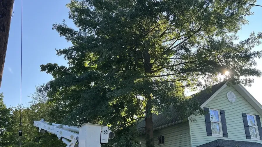 A bucket truck parked next to a house under a large, leafy green tree against a clear blue sky.