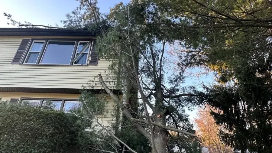 A large pine tree has fallen onto the roof and side of a light-colored, two-story house.