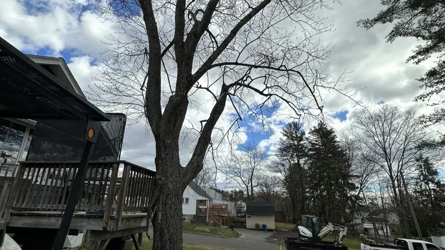 A large, bare tree stands next to a wooden deck on a house, with a cloudy blue sky and a small equipment loader behind it.