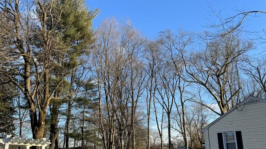 Bare trees against a clear blue sky, with a house corner and pergola visible below.
