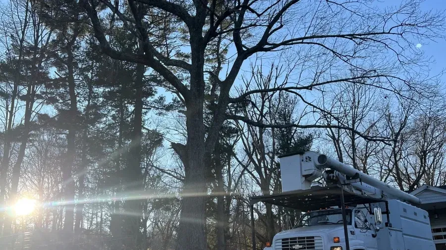 A utility truck with an extended bucket lift parked beneath large, bare trees against a bright, sunny sky.