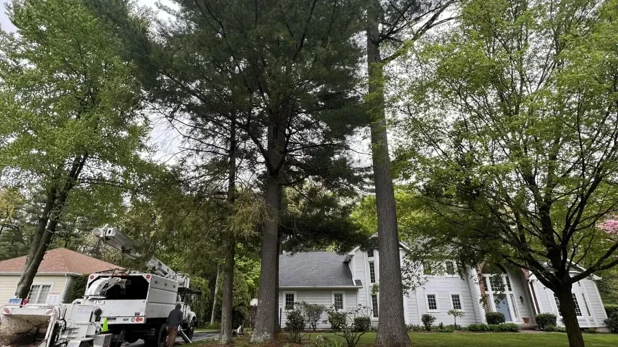 A tree service truck parked in a residential driveway near several tall pine trees and two large houses.