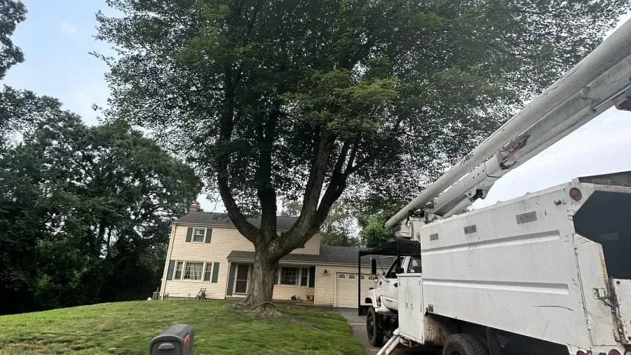 A large tree stands in the front yard of a two-story home, with a white utility bucket truck parked in the foreground.