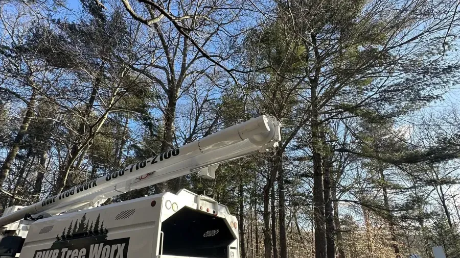 A white OWB Tree Worx utility truck with an extended crane arm reaching up toward tall, leafless trees against a blue sky.