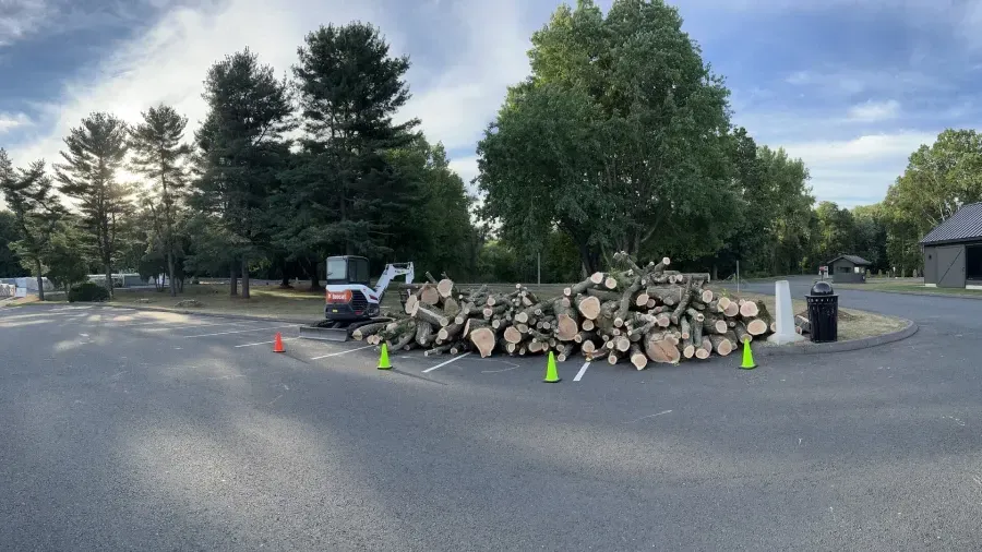 A large pile of cut logs sits in a parking lot next to a small excavator and several safety cones.