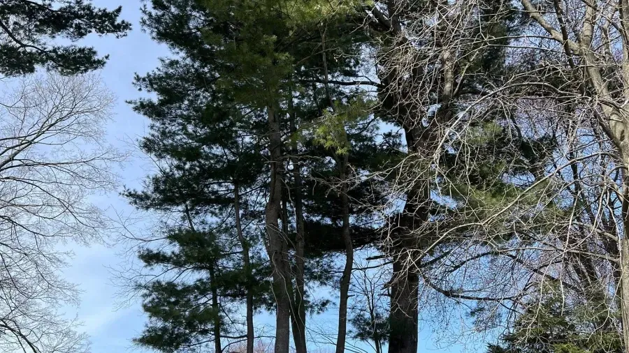 A view looking up at tall, green pine trees interspersed with bare deciduous trees against a clear blue sky.