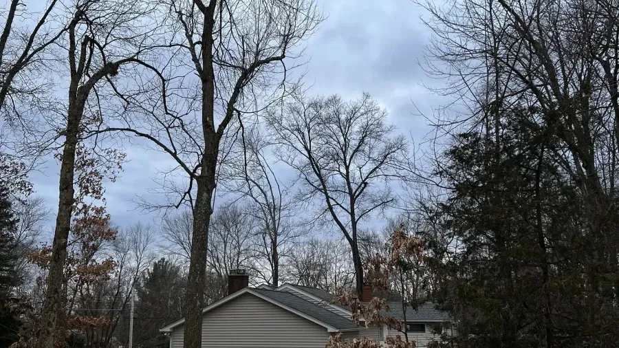 Bare, tall trees silhouetted against a cloudy, overcast sky, partially obscuring the roof of a suburban house.