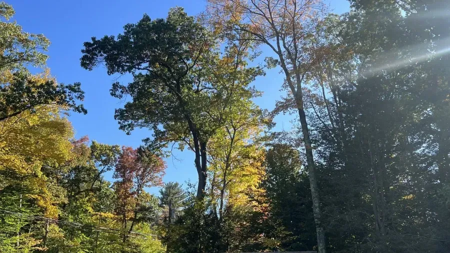 Tall trees with autumn foliage in shades of yellow, green, and orange under a clear blue sky with lens flare.