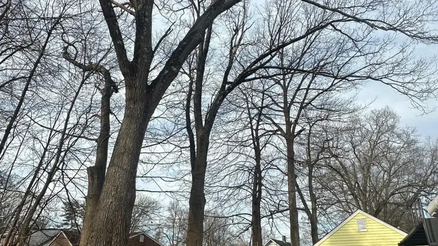 Tall, leafless deciduous trees reach toward a cloudy sky above houses in a residential neighborhood.