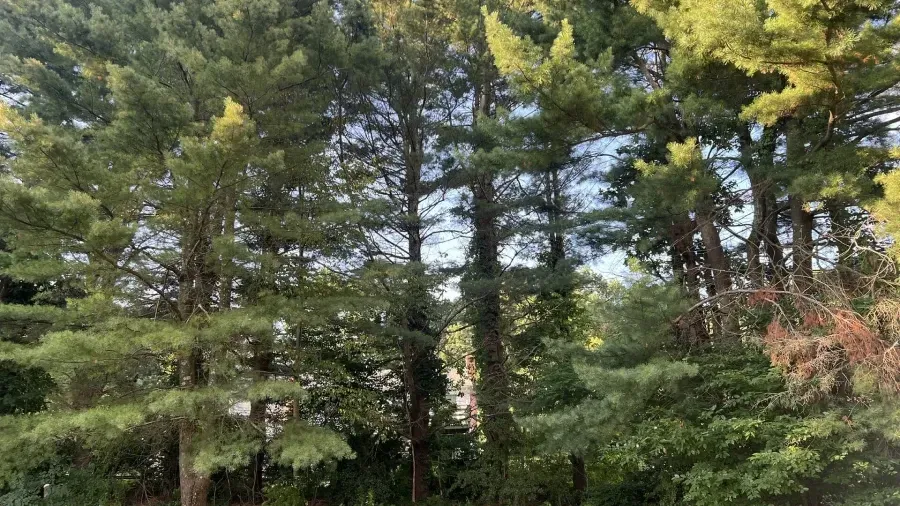 A dense cluster of tall evergreen pine trees with layered, needle-covered branches against a bright, hazy sky.