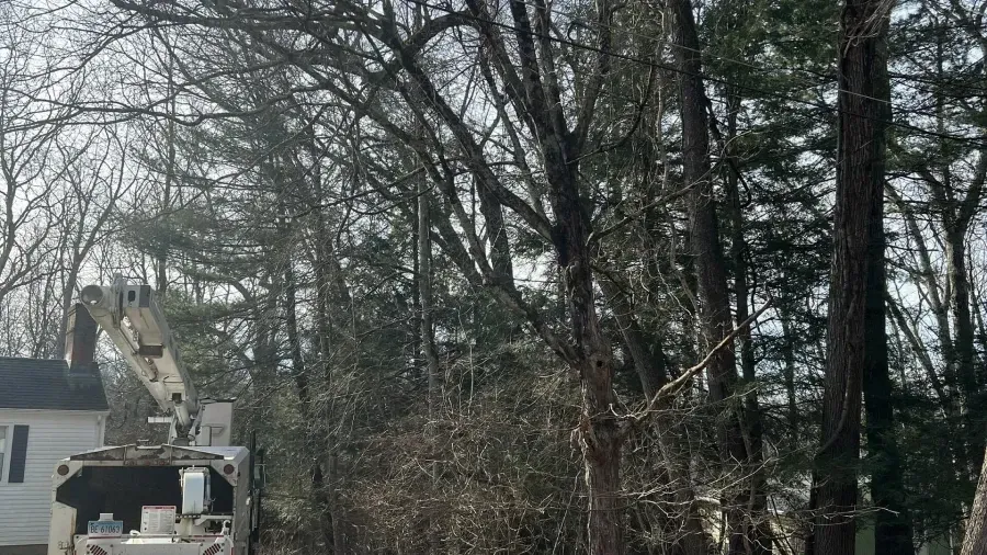 A bucket truck operates among dense, bare-branched trees near a white building.