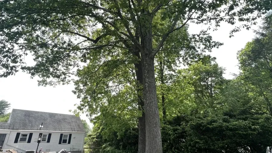 A large, mature deciduous tree stands in a yard next to a white house with dark window shutters under a bright sky.