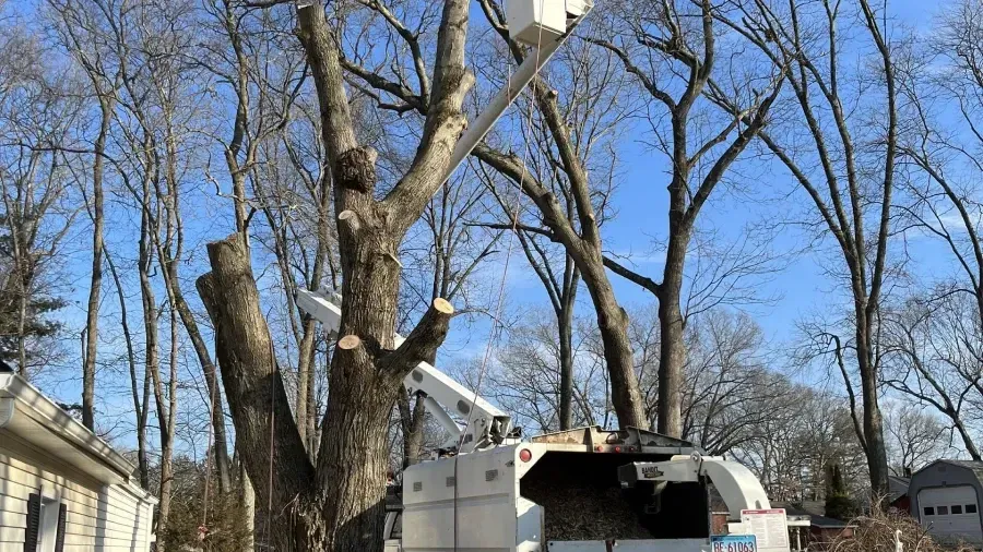 A white bucket truck is parked in a yard, extending its boom to trim branches from a large tree near a house.