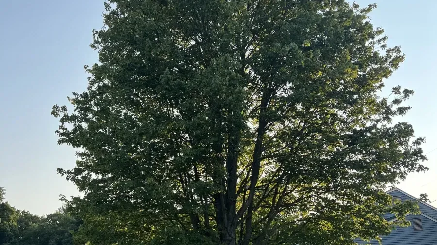 A large, leafy green tree stands under a clear, bright blue sky next to a house roof.