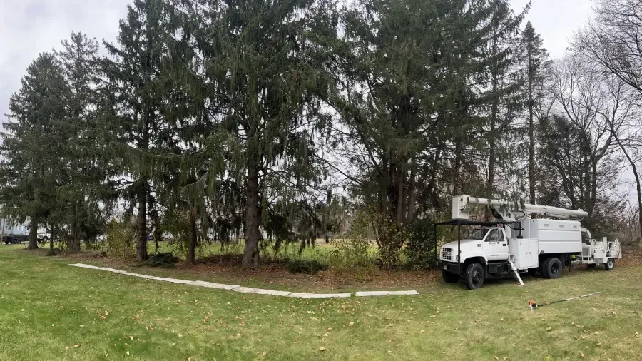 A white bucket truck is parked on a grassy field in front of a row of tall pine trees under an overcast sky.