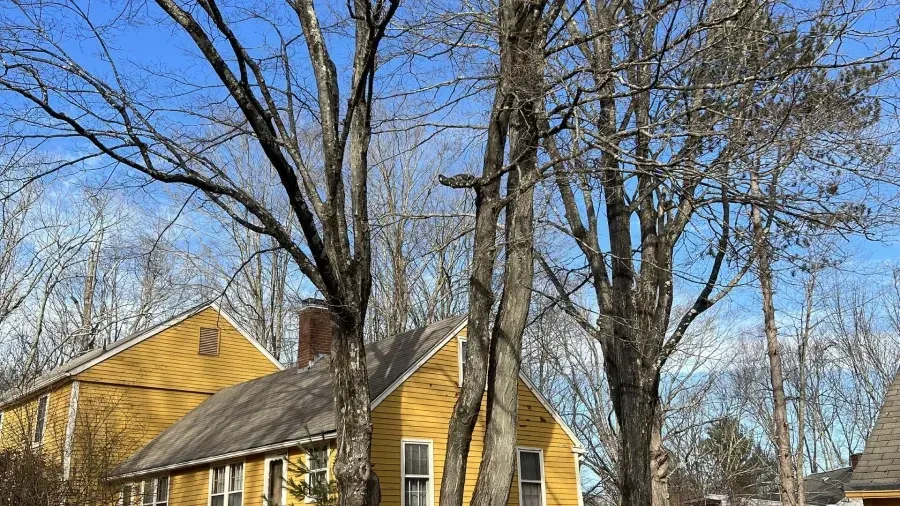 A two-story yellow house stands behind tall, leafless trees under a clear blue sky.