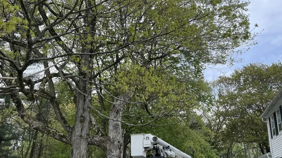 A white bucket truck operates near large, leafy trees on a cloudy day, with part of a white house visible on the right.