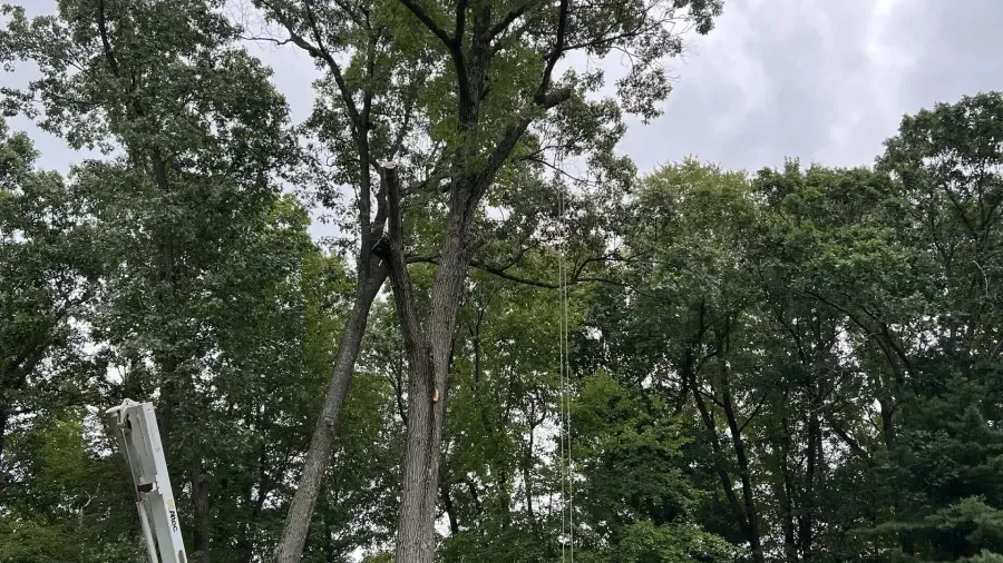 A tall, mature tree with a prominent split in its trunk stands in a forest, with a portion of a ladder visible below.
