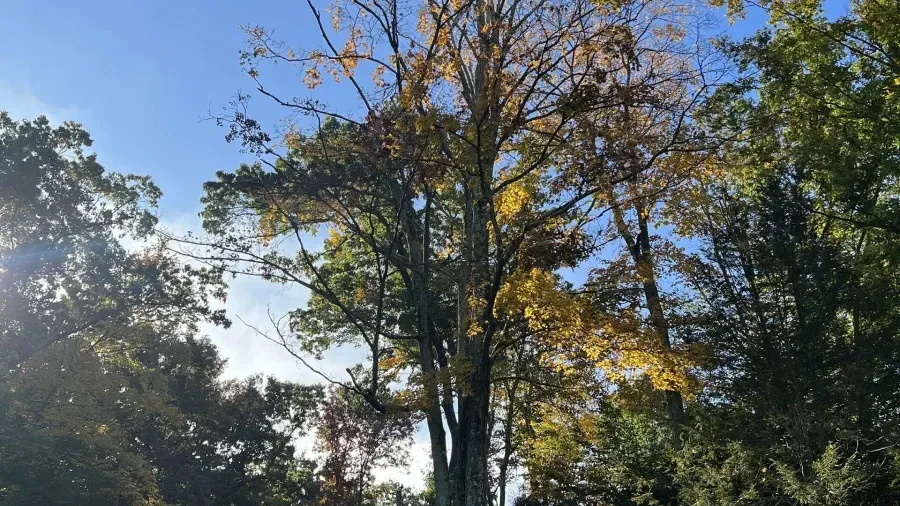 A tall tree with yellow and green autumn foliage stands against a bright blue sky on a sunny day.