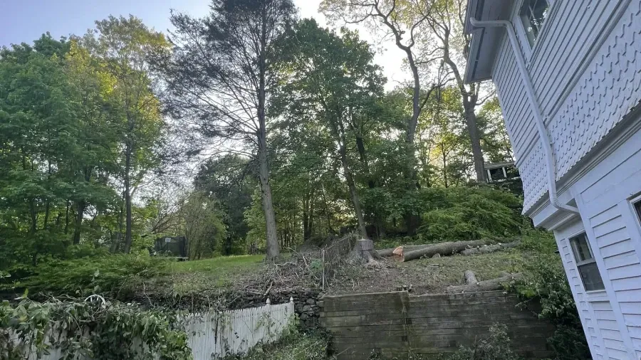 A white house stands next to a terraced, sloping backyard with cut logs and mature green trees against a sunny sky.