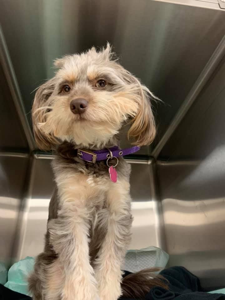 Cute Dog With Collar — Fountain Valley, CA — Animal Medical Center