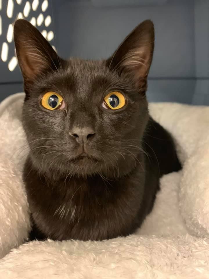 Black Cat — Fountain Valley, CA — Animal Medical Center