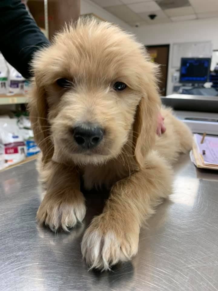 A Small Dog — Fountain Valley, CA — Animal Medical Center