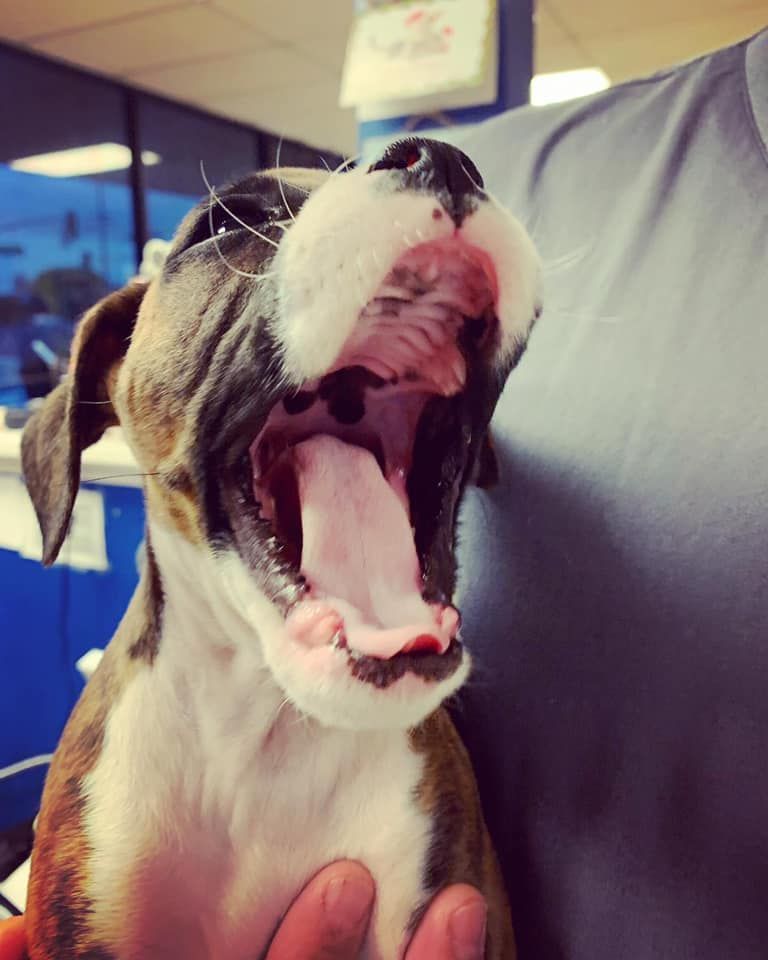 A Cute Dog — Fountain Valley, CA — Animal Medical Center