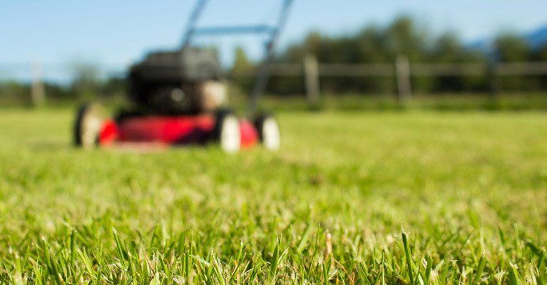 north shore gardening in sydney's north shore north shore gardening in sydney's north shore