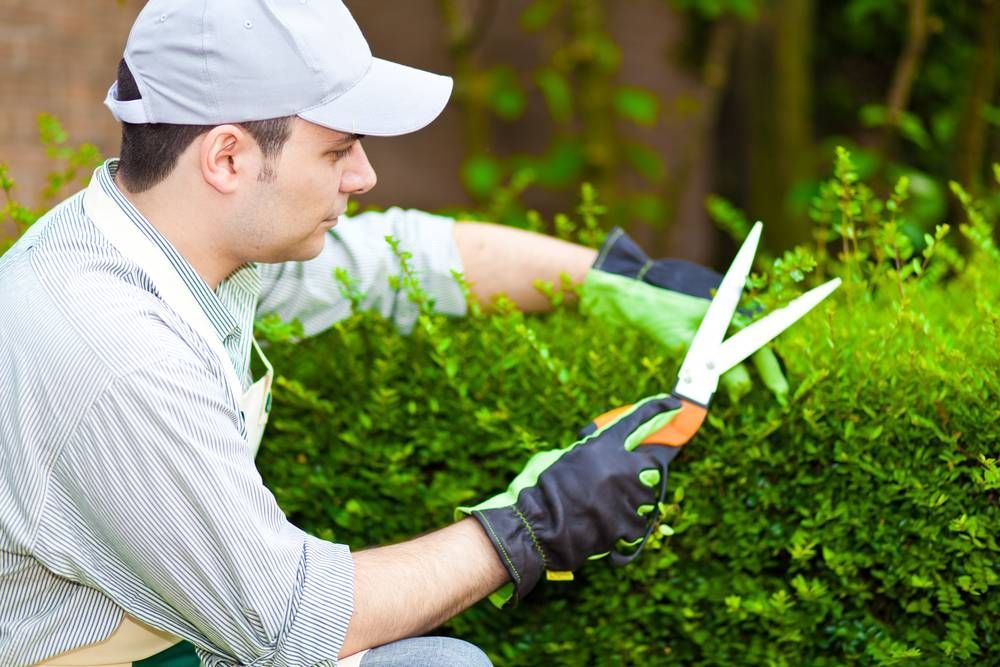 A Man is Cutting a Bush With a Pair of Scissors — TPF Industries in Blacks Beach, QLD
