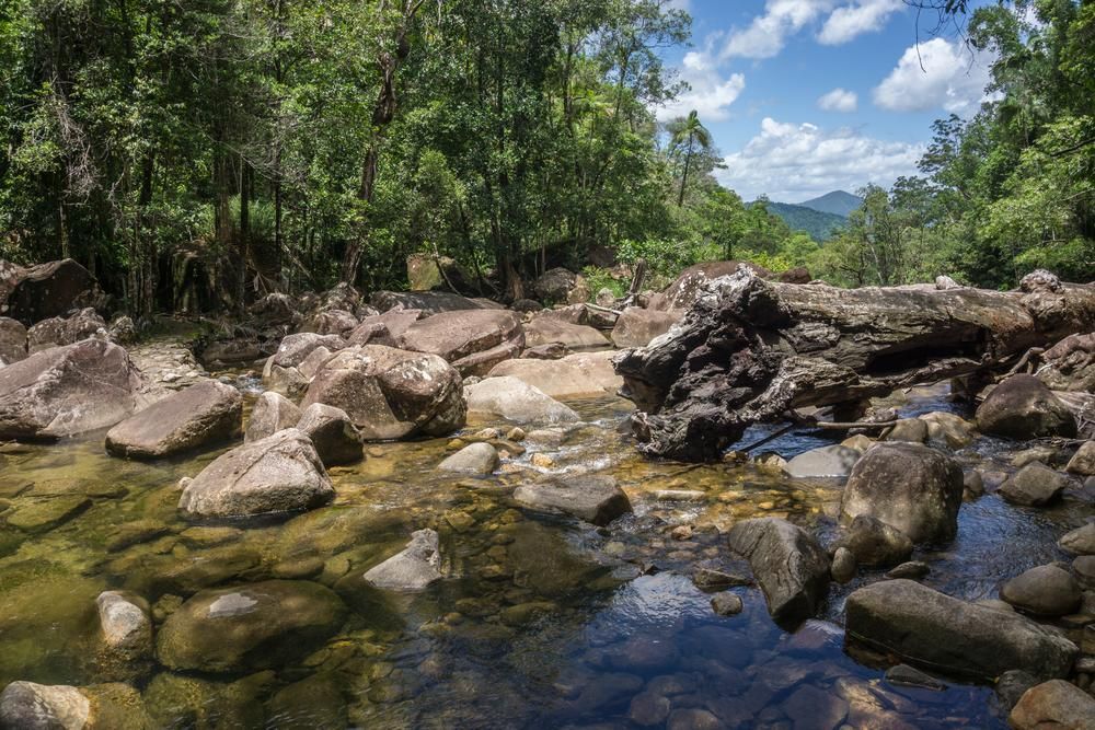 A River Surrounded by Rocks and Trees in the Middle of a Forest — TPF Industries in Eungella, QLD